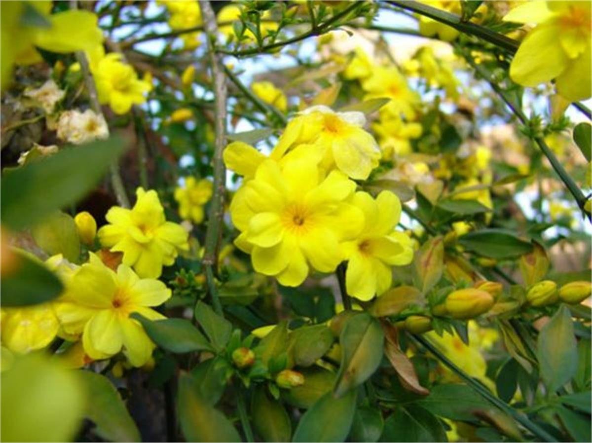 Jasminum nudiflorum Çalı yasemin Sarı yasemin fidanı