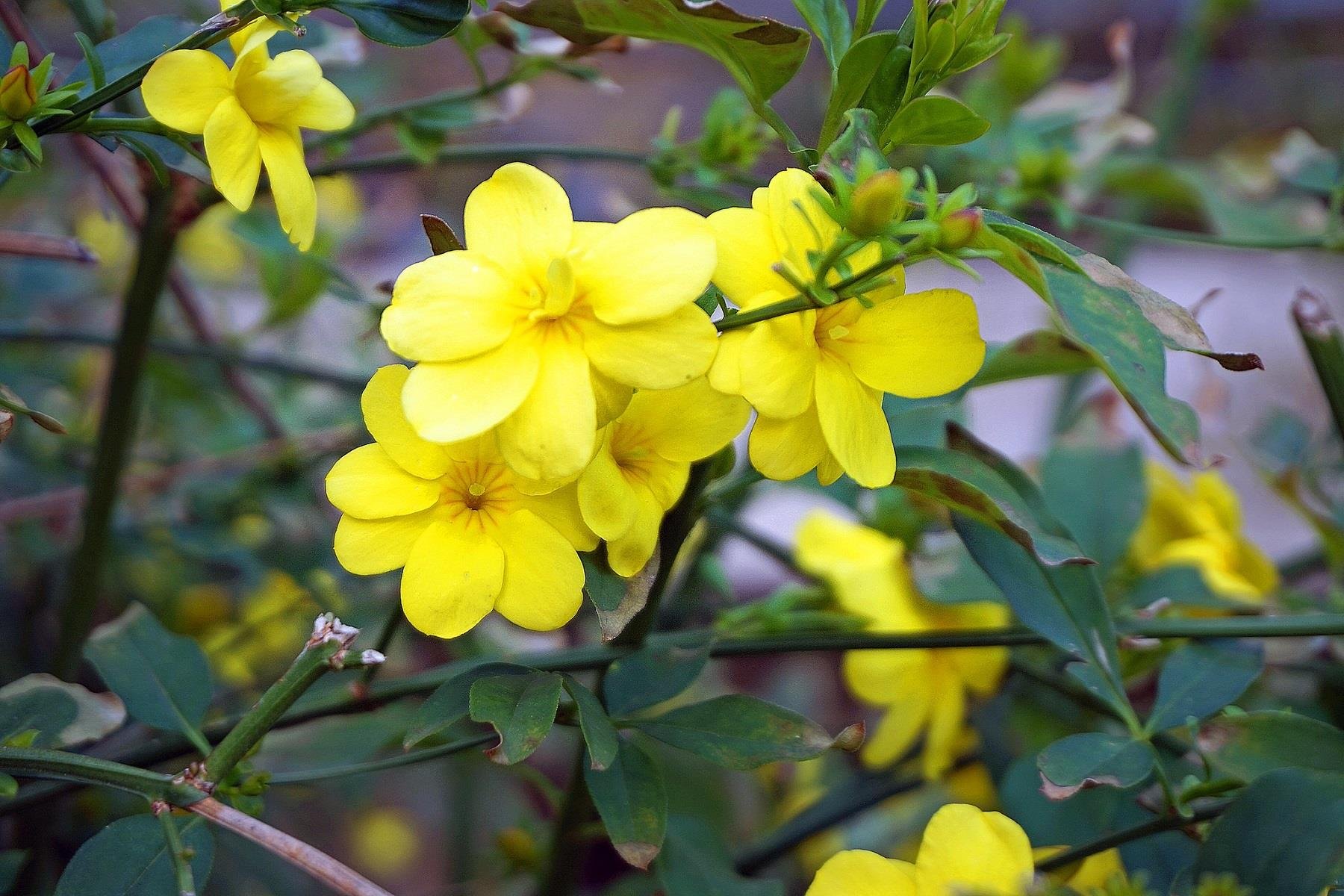 Jasminum nudiflorum Çalı yasemin Sarı yasemin fidanı