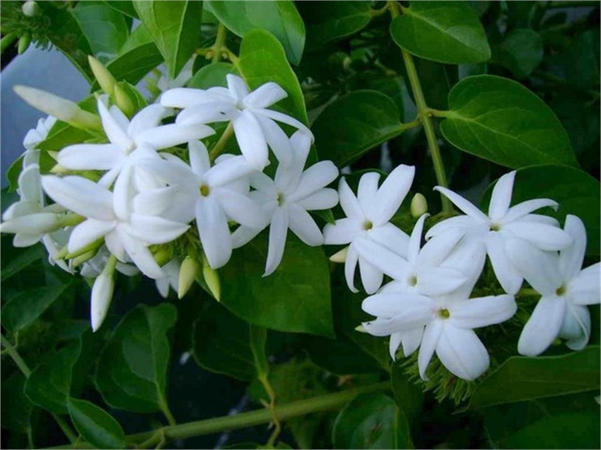 Jasminum sambac Maid of Orleans Ful Yasemin fidanılı