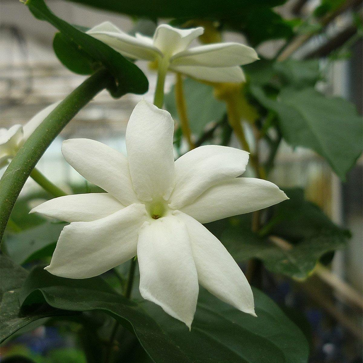 Jasminum sambac Maid of Orleans Ful Yasemin fidanılı