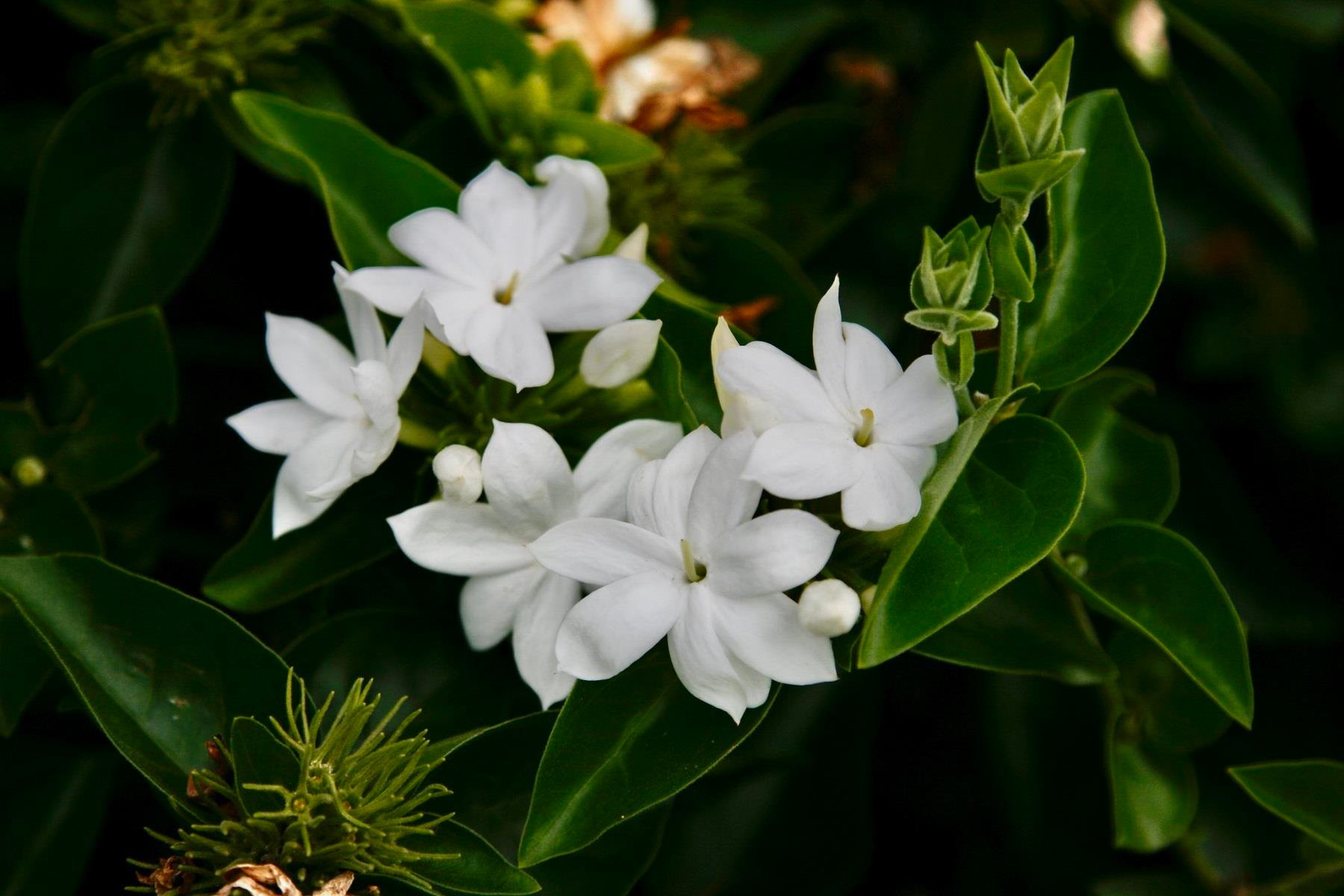 Jasminum sambac Maid of Orleans Ful Yasemin fidanılı