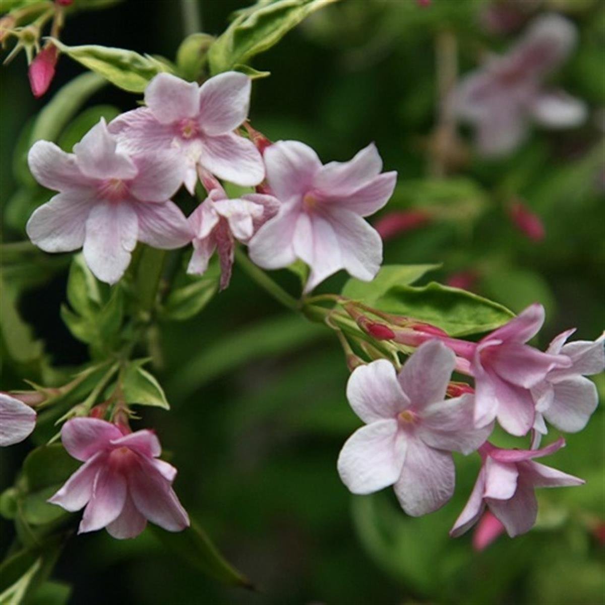 Jasminum stephanense Pembe çiçekli yasemin fidanı