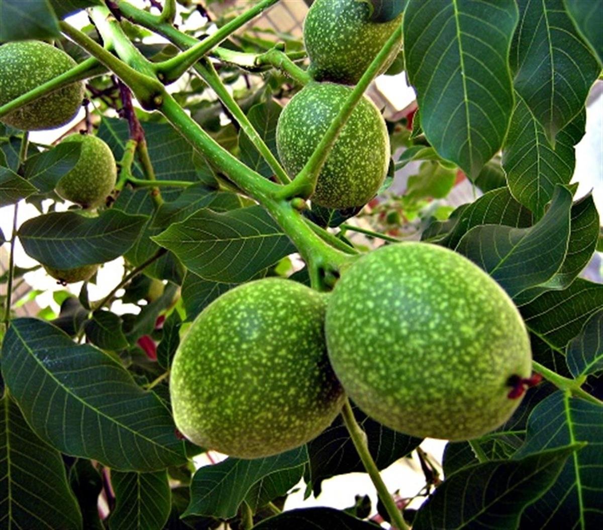 Juglans regia Yabani ceviz fidanı