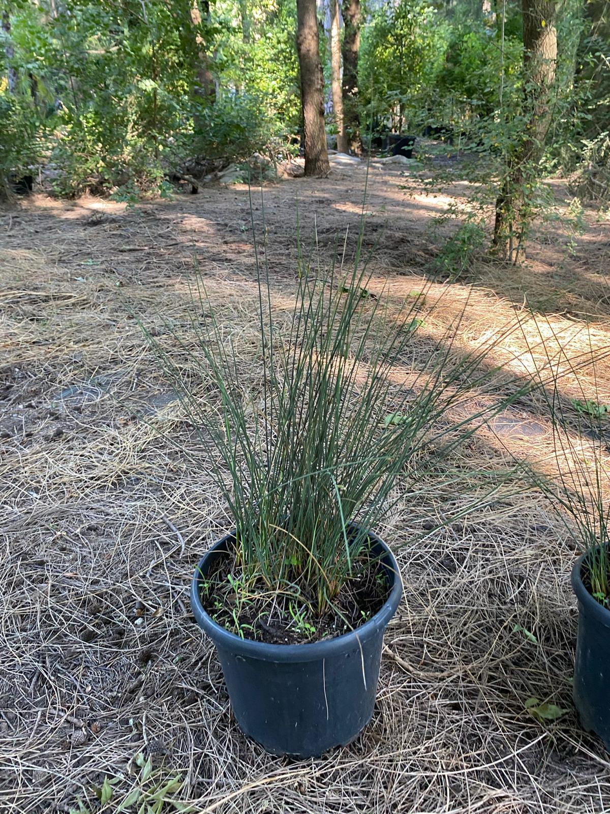 Juncus inflexus blue arrows