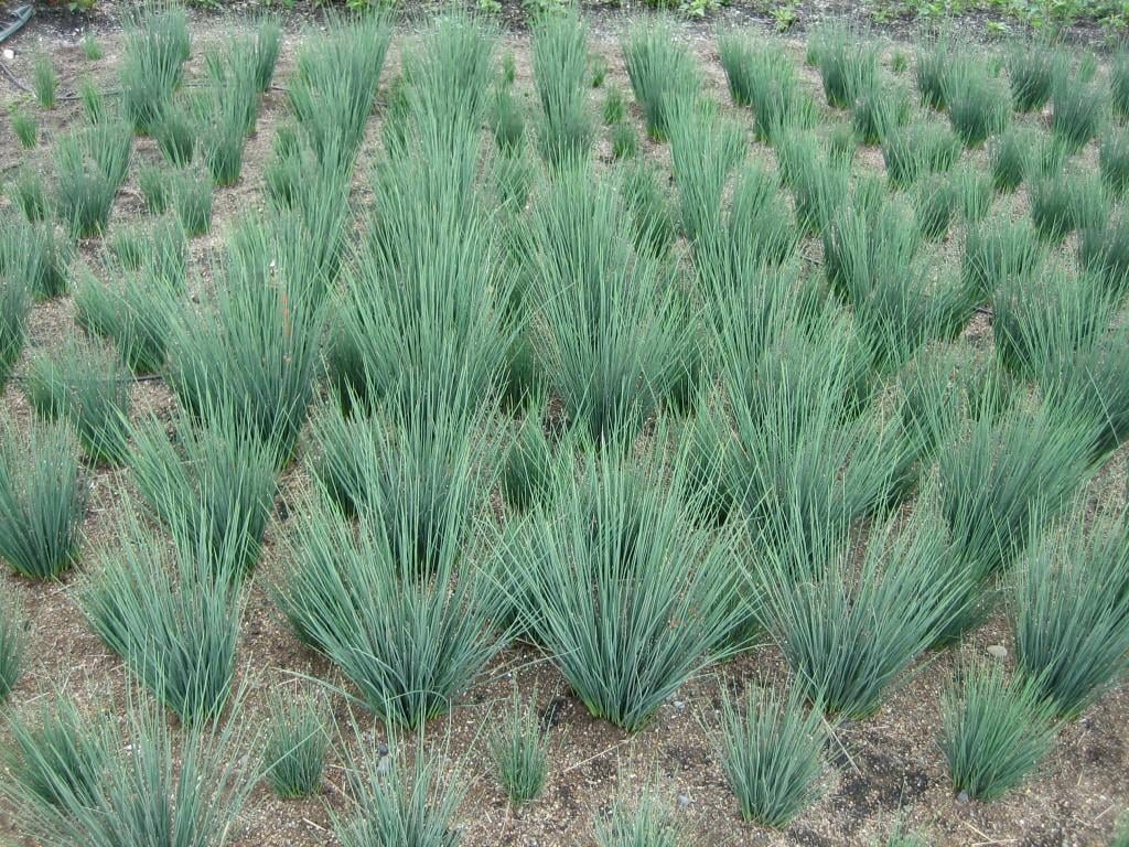 Juncus inflexus blue dart