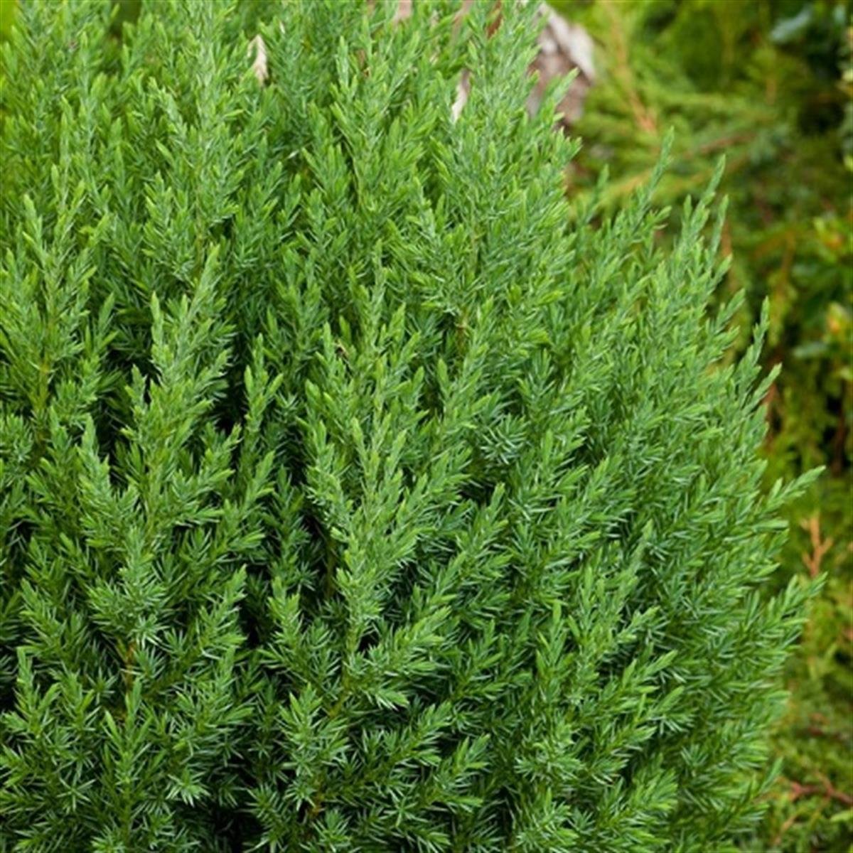 Juniperus chinensis Stricta Çin Ardıç fidanı