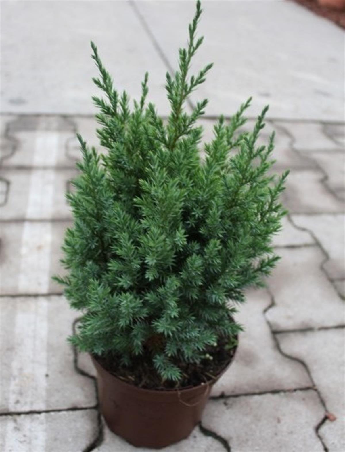 Juniperus chinensis Stricta Çin Ardıç fidanı