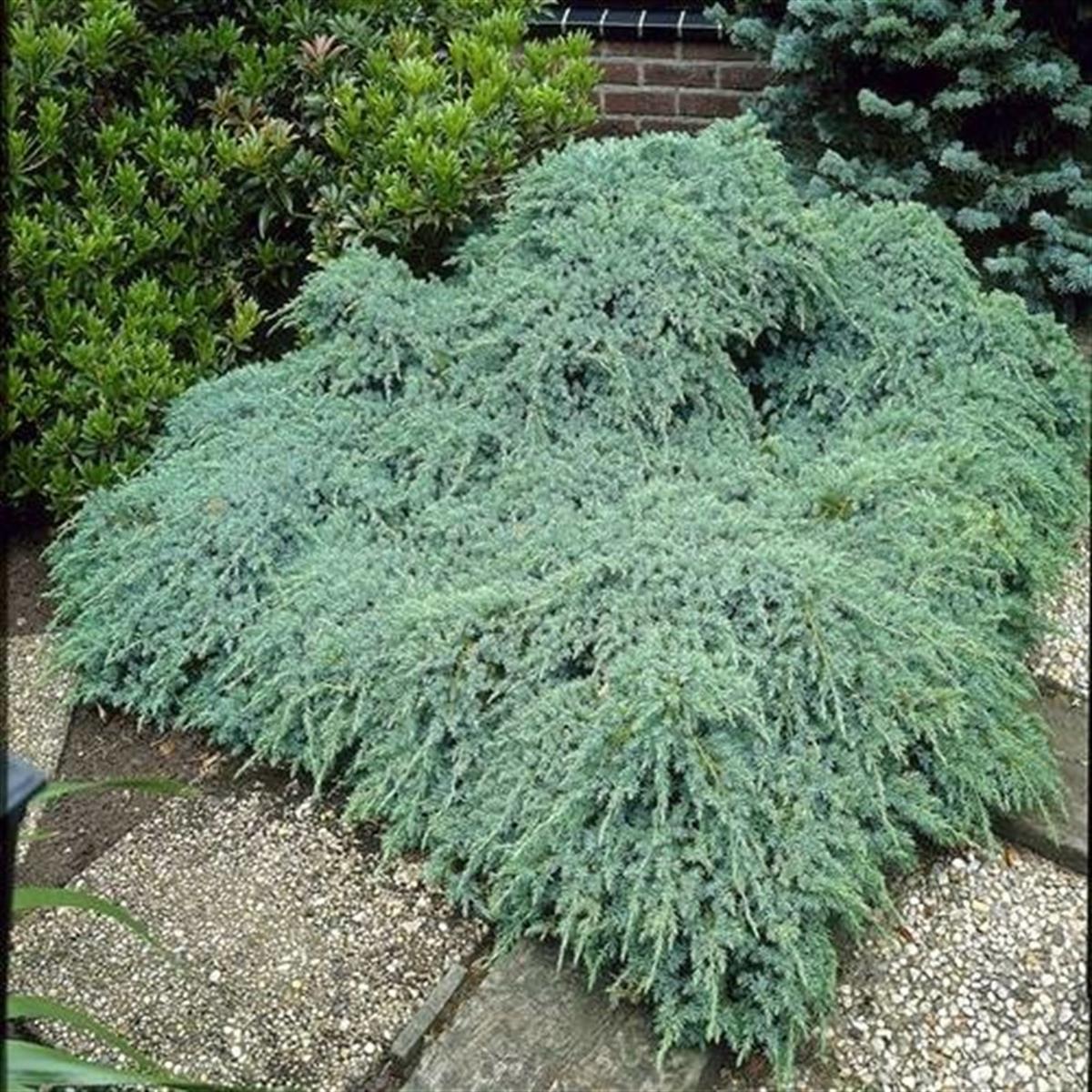 Juniperus squamata Blue Carpet Mavi Yayılıcı Ardıç fidanı