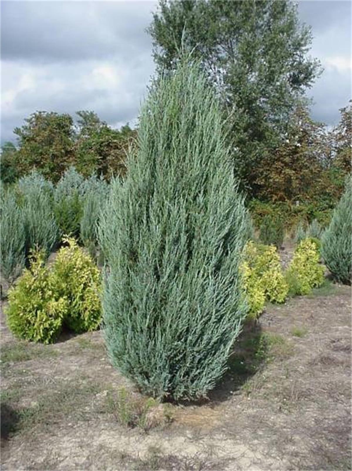Juniperus virginiana Sky rocket Kurşun kalem Ardıç fidanı