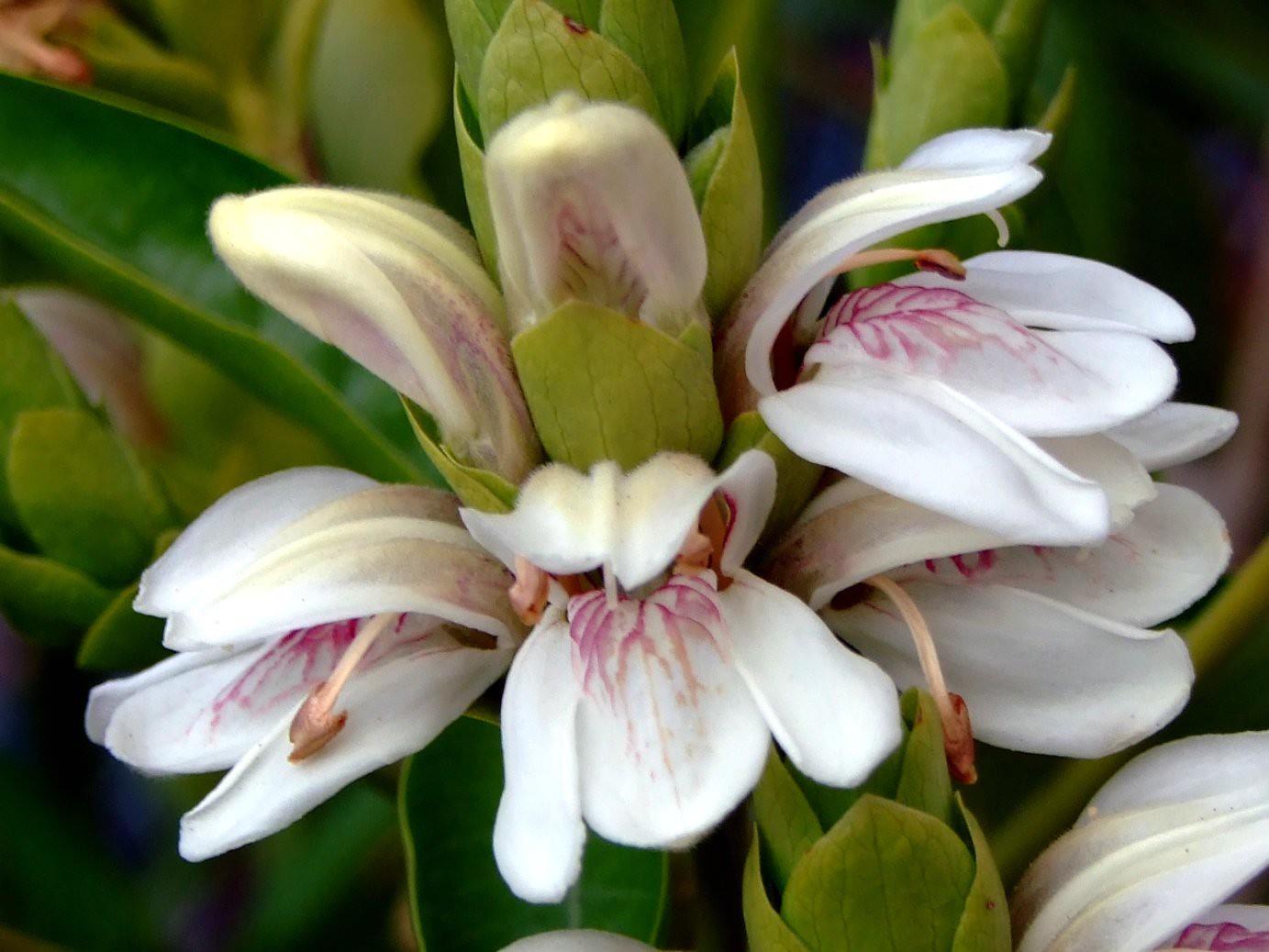 Justicia adhatoda beyaz justisya