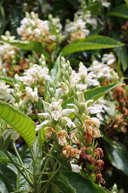 Justicia adhatoda beyaz justisya