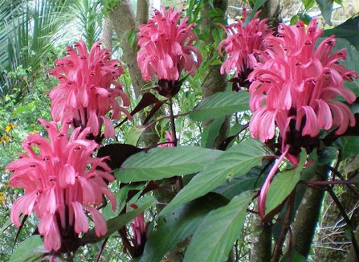 Justicia carnea Kırmızı Justisya fidanı