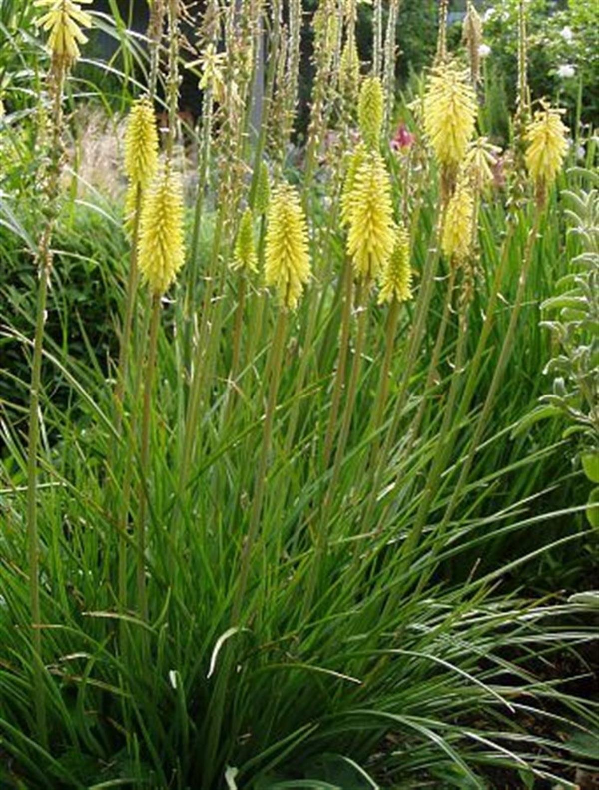 Kniphofia citrina Meşale Zambağı Fener Çiçeği fidesi