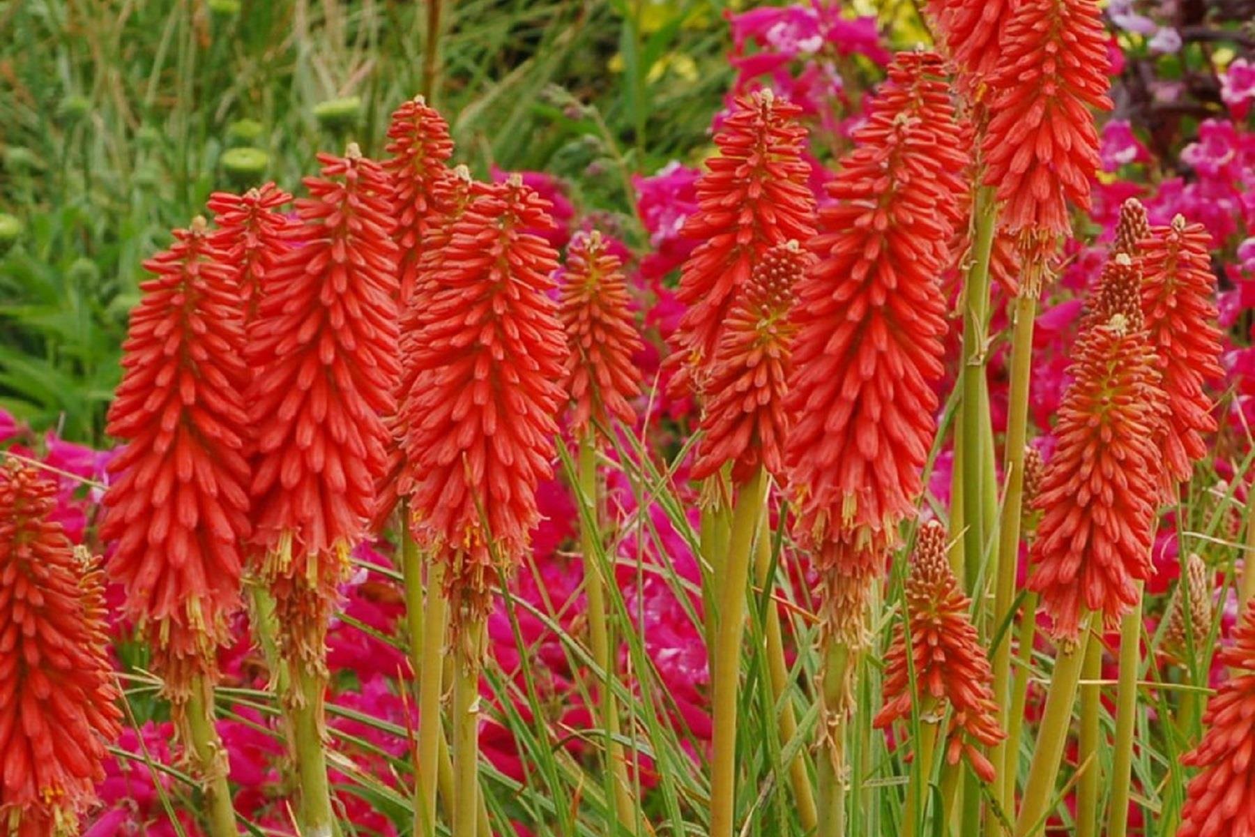 Kniphofia Redhot Popsicle Kırmızı Meşale Zambağı Fener Çiçeği fidesi