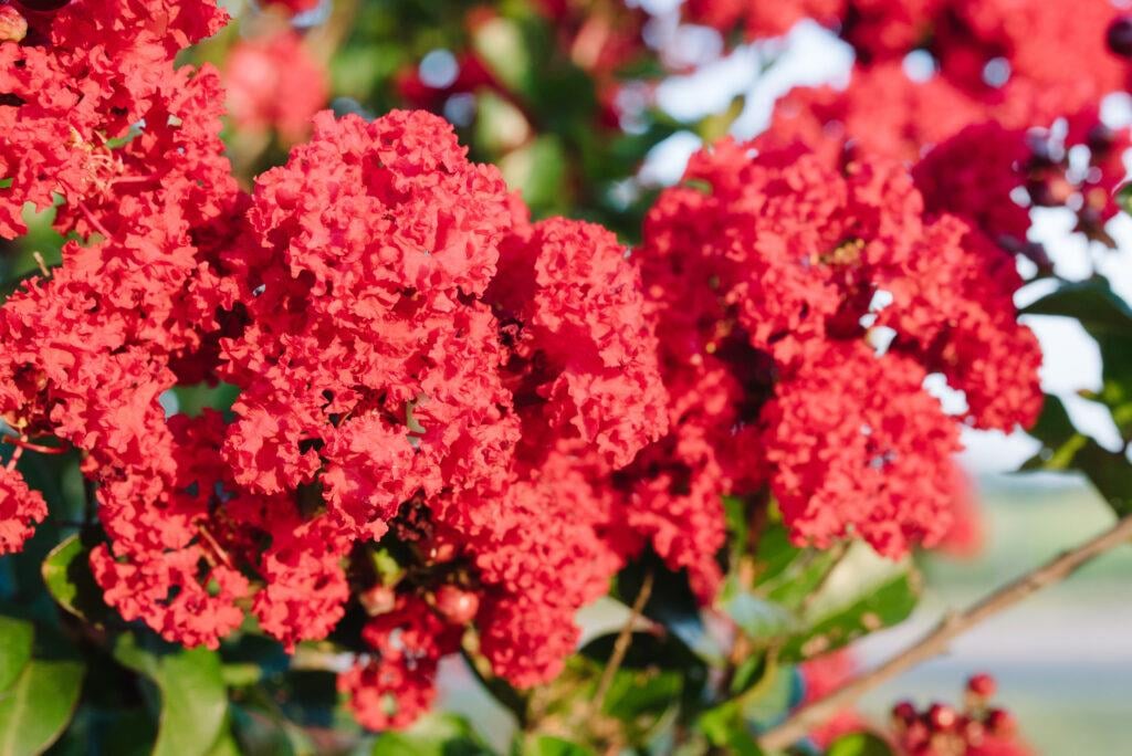 Lagerstroemia indica Hint Leylağı Kırmızı Oya ağacı fidanı-Ruffled Red Magic