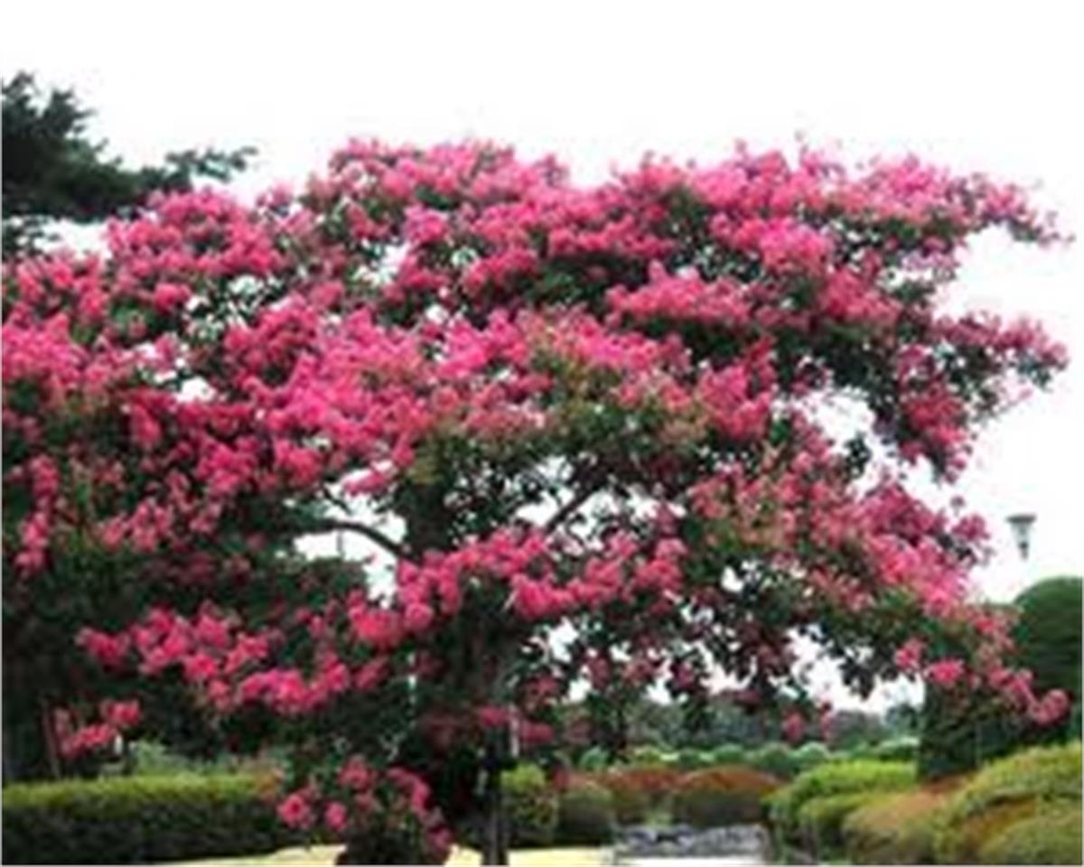 Lagerstroemia indica Hint Leylağı Oya ağacı fidanı
