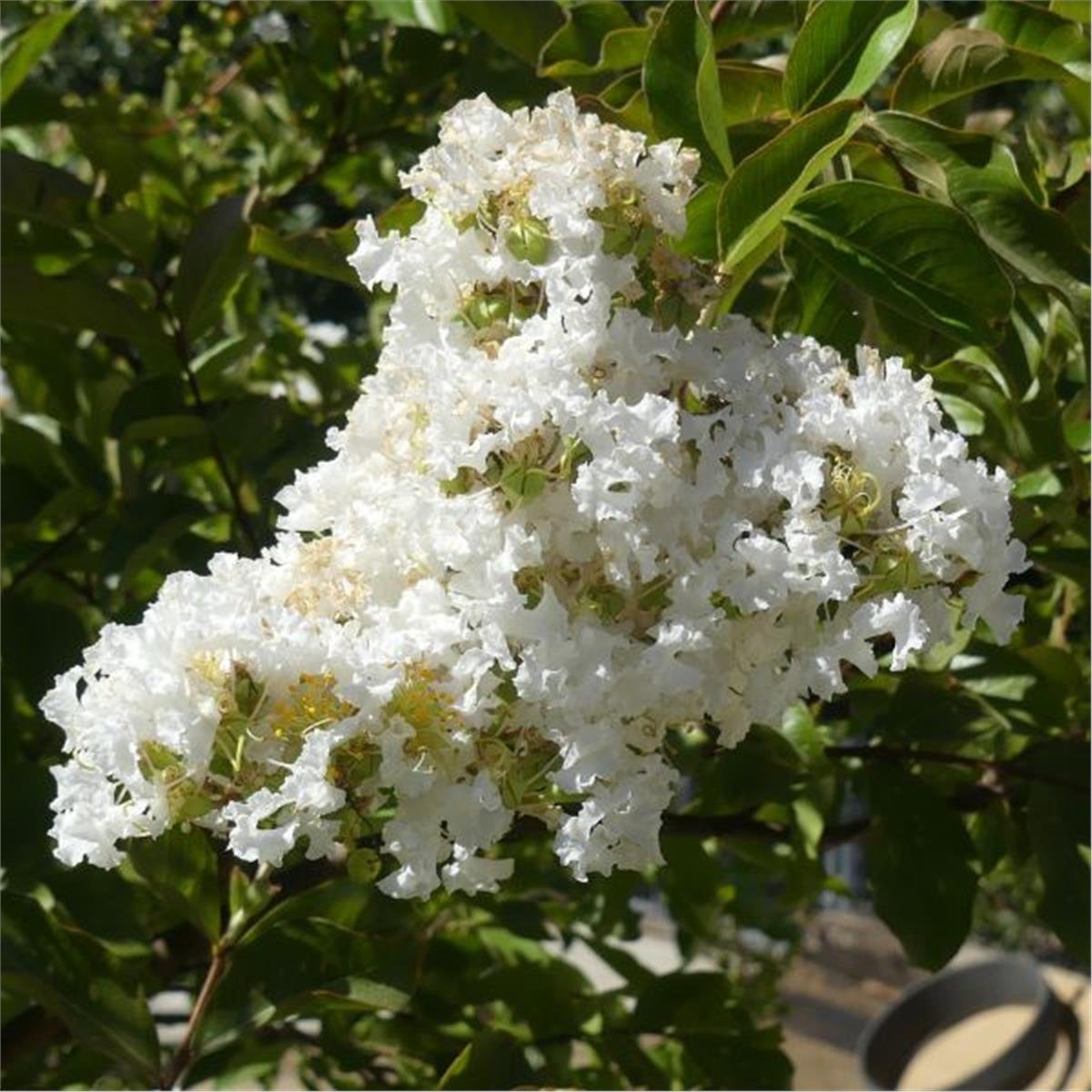 Lagerstroemia indica oya ağacı Acoma