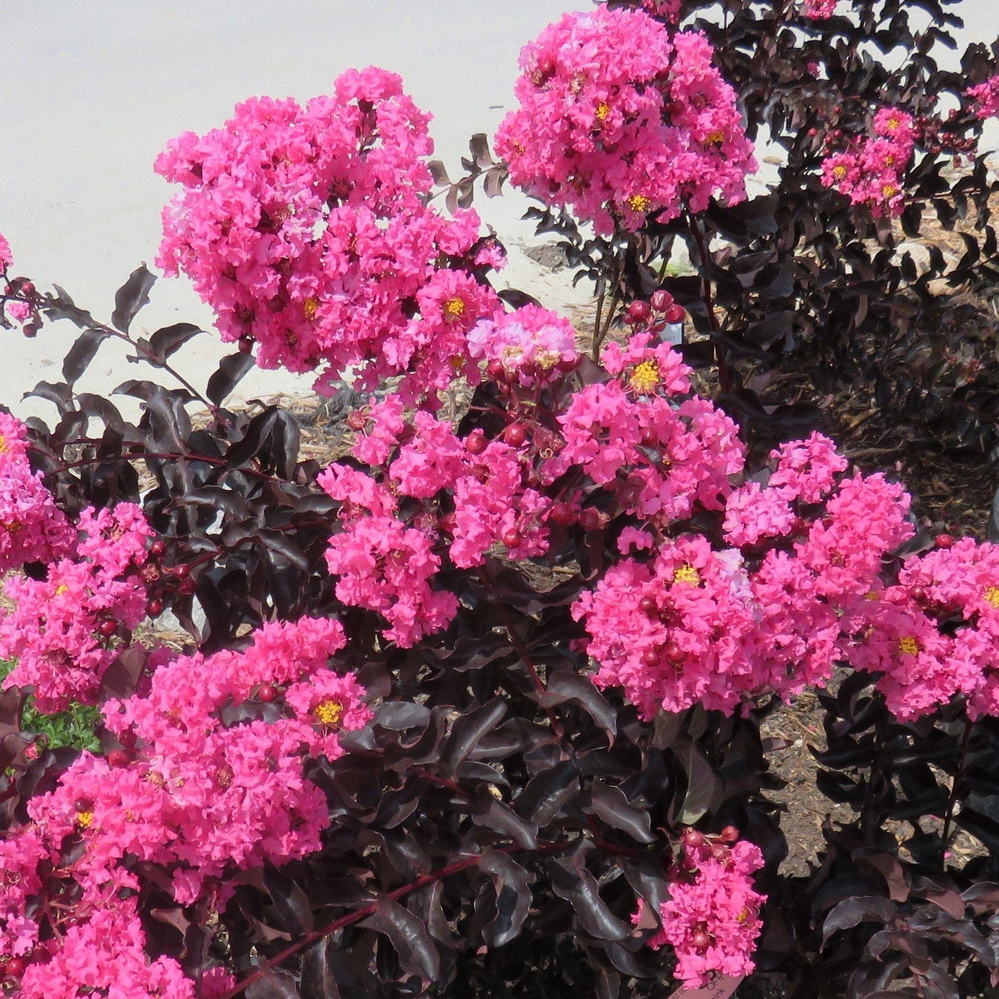 Lagerstroemia indica oya ağacı Black Diamond Shell Pink