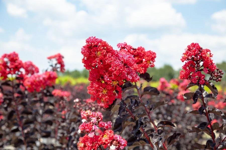 Lagerstroemia indica oya ağacı Black Diamond Red Hot