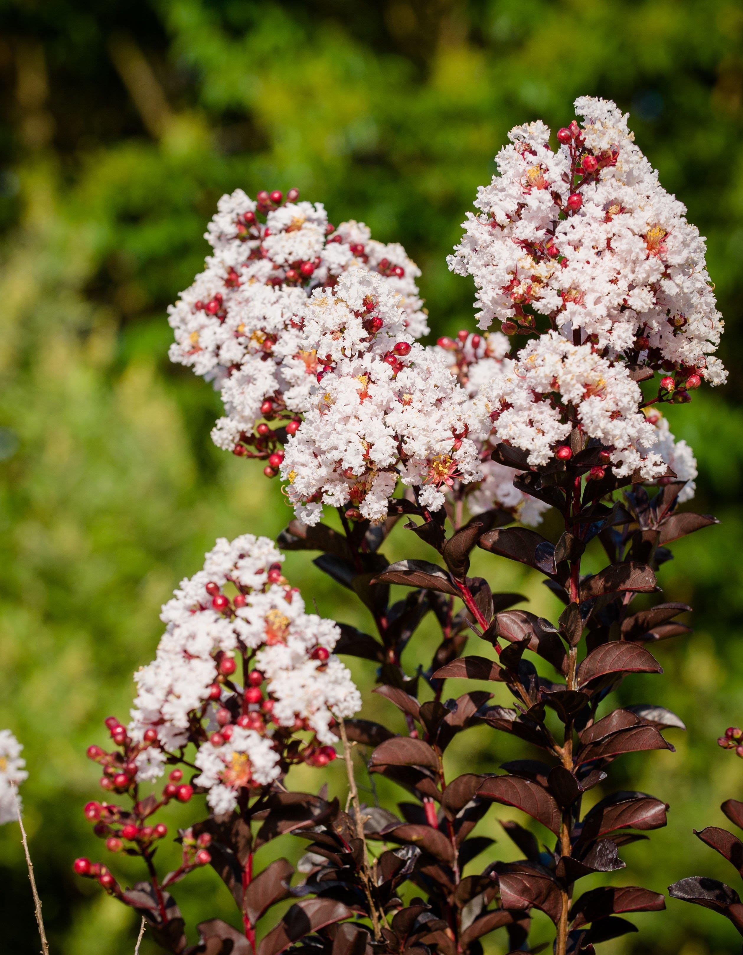 Lagerstroemia indica oya ağacı Black Diamond Blush