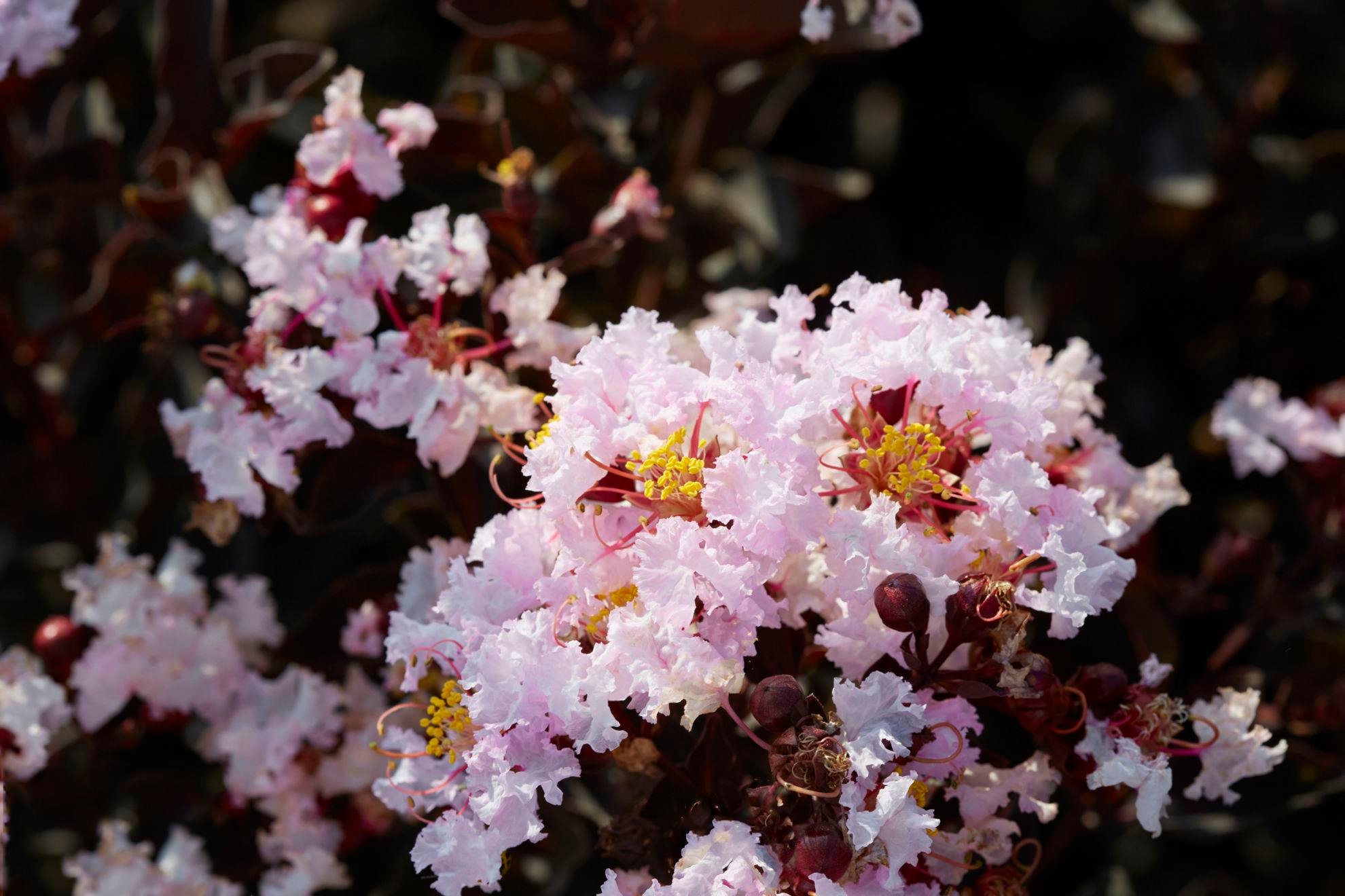 Lagerstroemia indica oya ağacı Black Diamond Blush