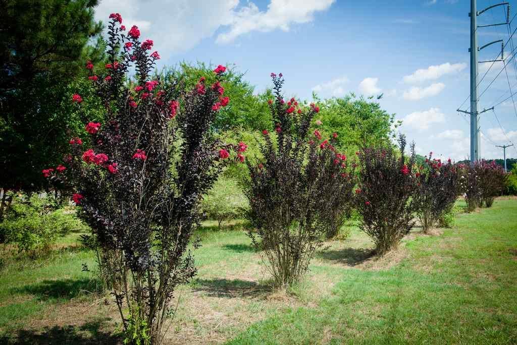 Lagerstroemia indica oya ağacı Black Diamond Red Hot