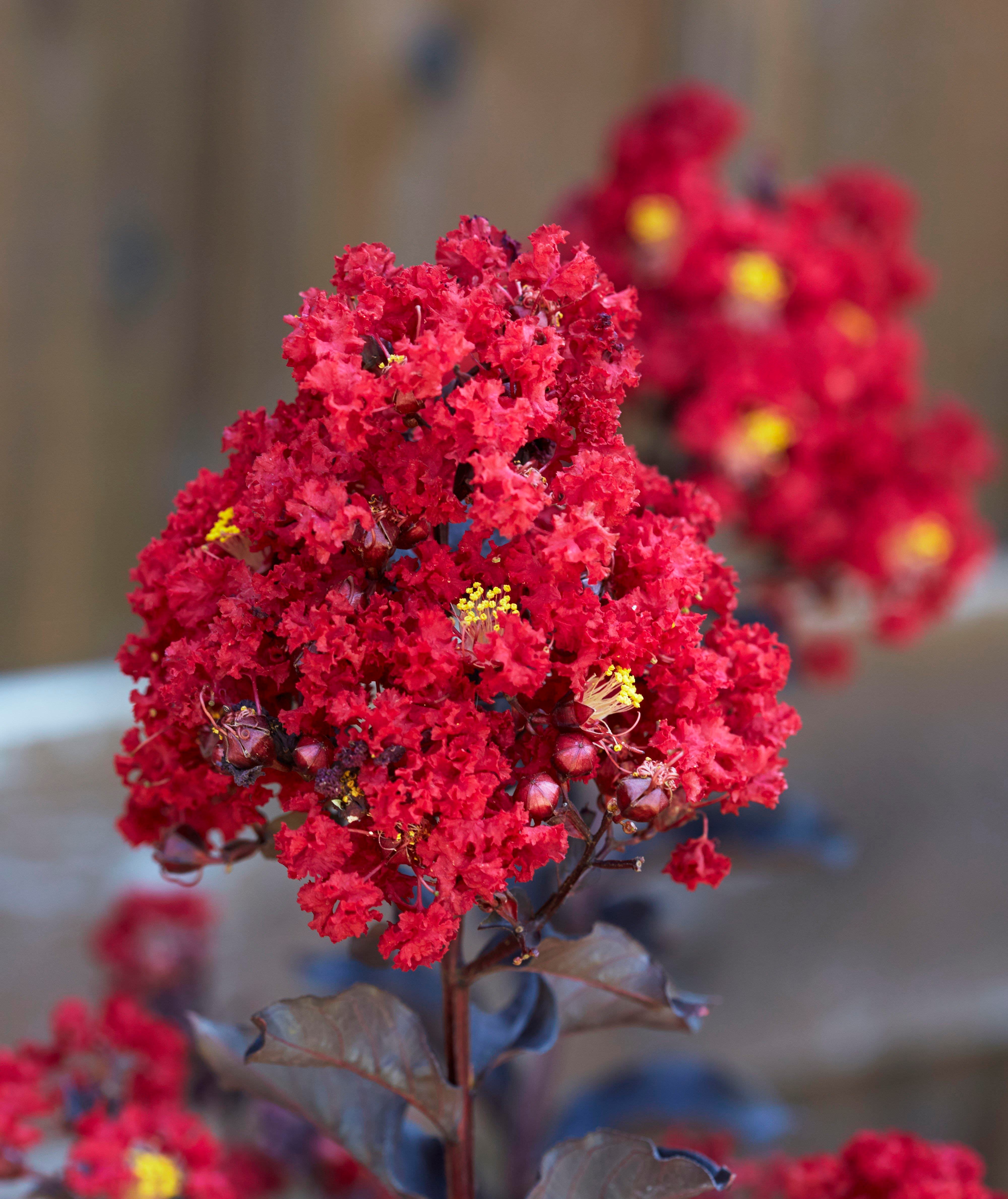 Lagerstroemia indica oya ağacı Black Diamond Red Hot