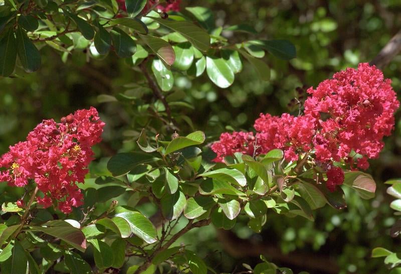 Lagerstroemia indica oya ağacı Red Imperator