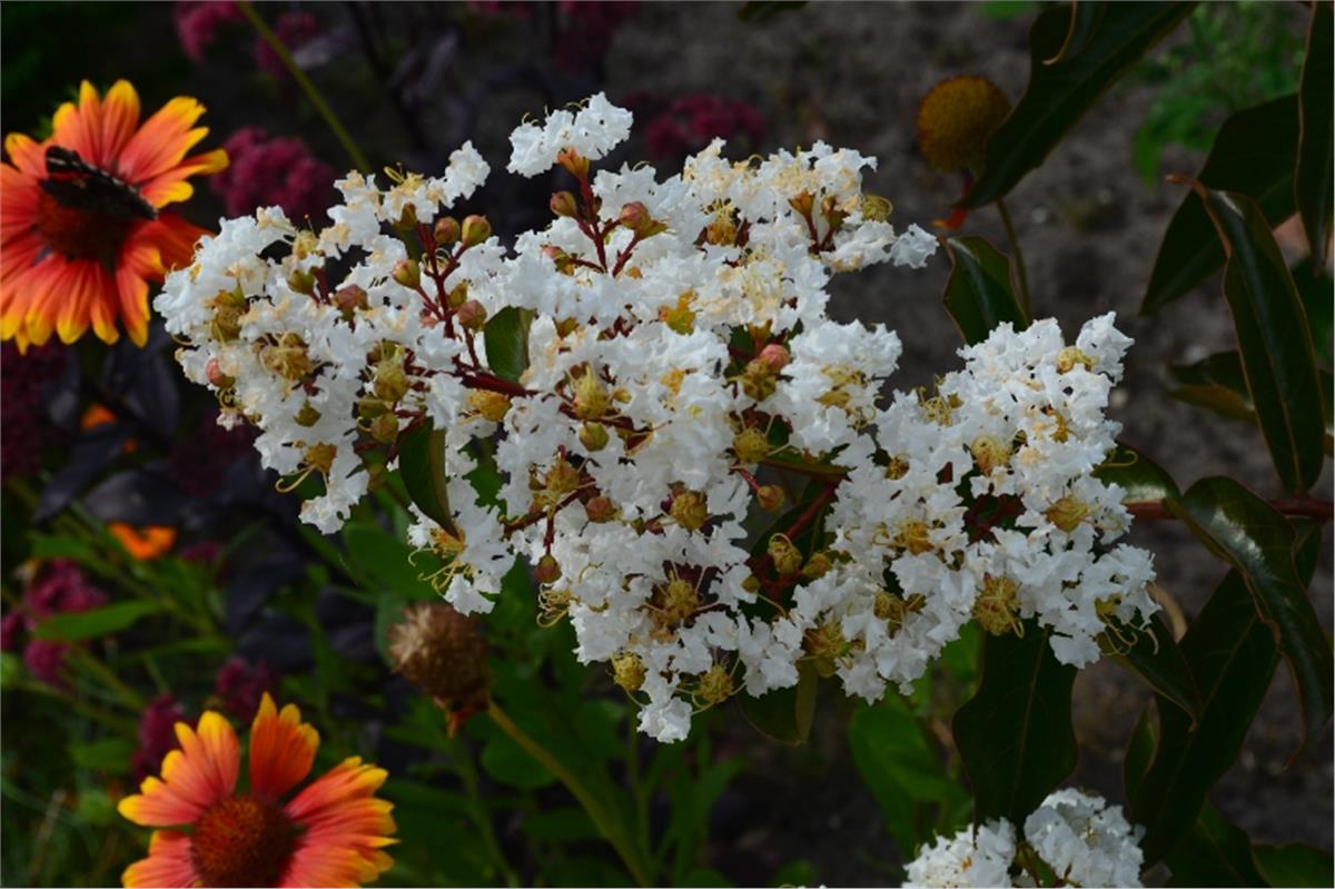 Lagerstroemia indica oya ağacı Sarahs Favorite