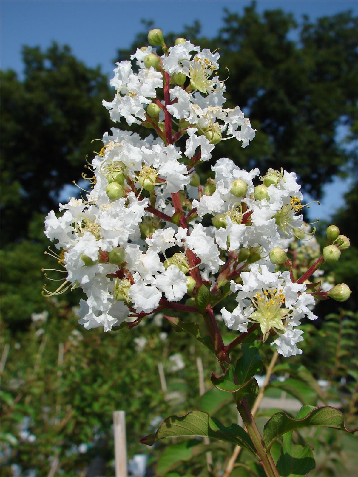 Lagerstroemia indica oya ağacı Sarahs Favorite