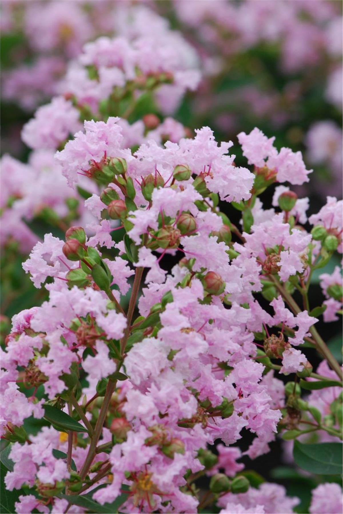 Lagerstroemia indica oya ağacı whit love Babe