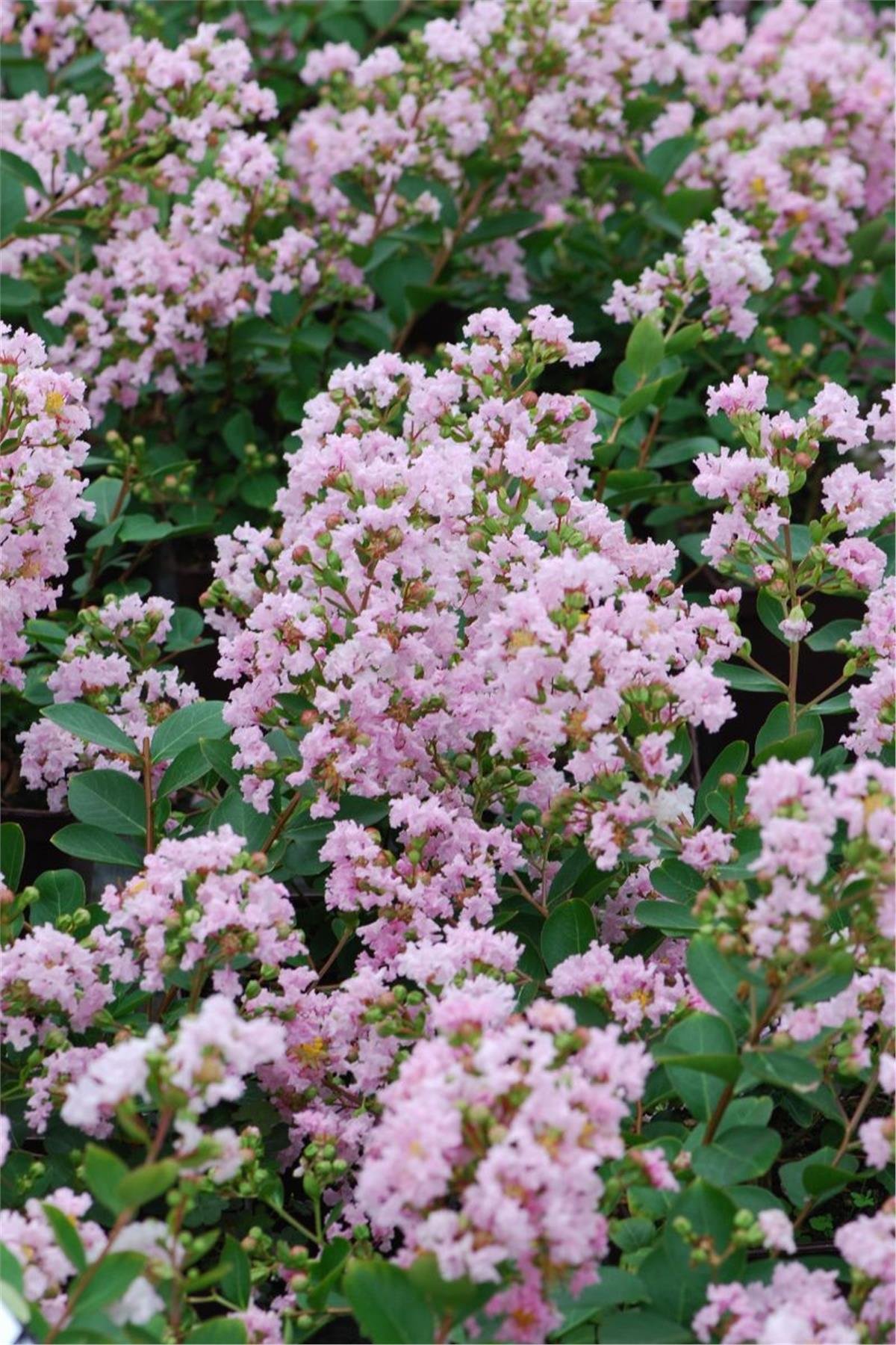 Lagerstroemia indica oya ağacı whit love Babe