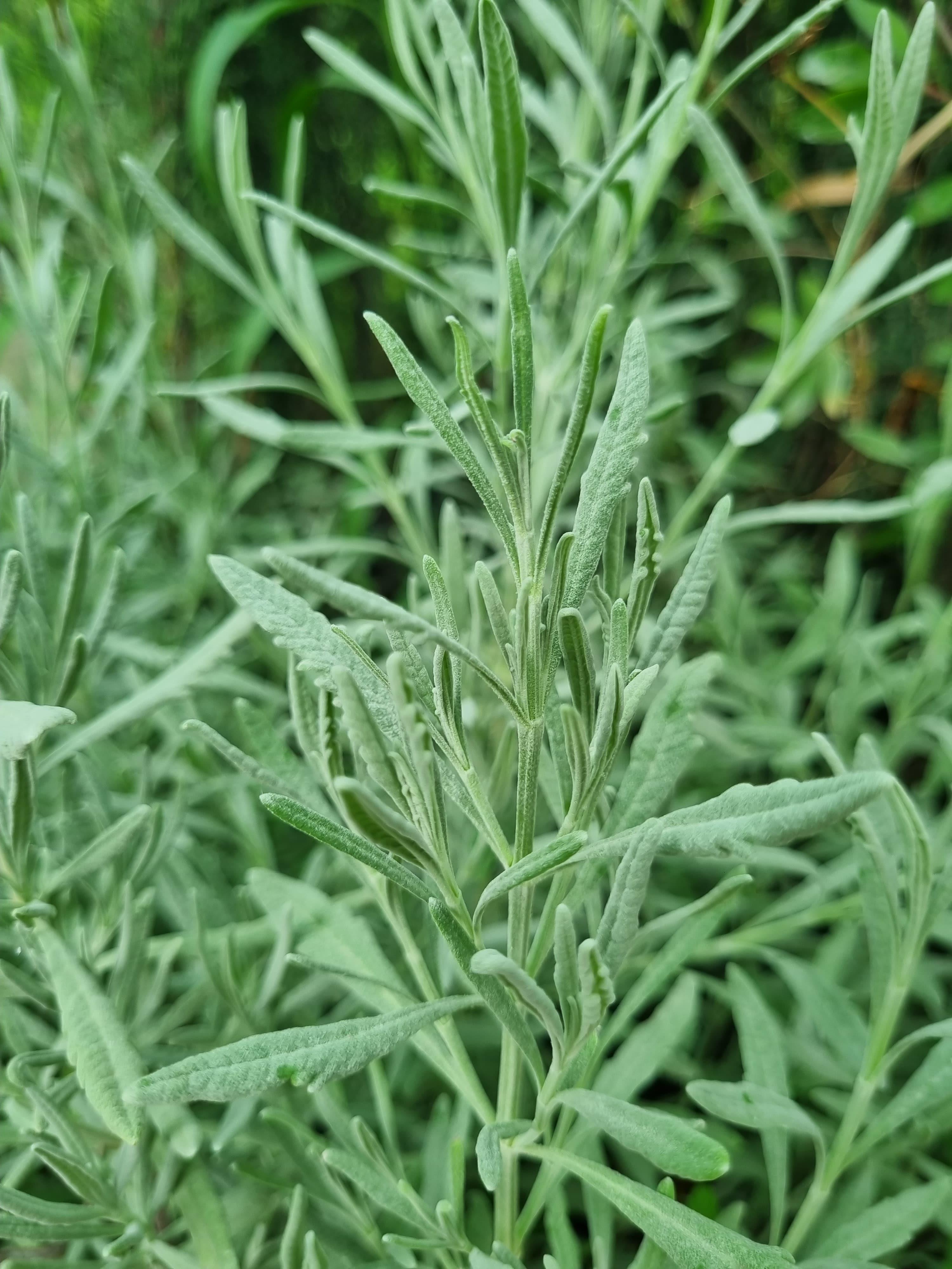 Lavandula Dentata Fransız Lavanta fidesi
