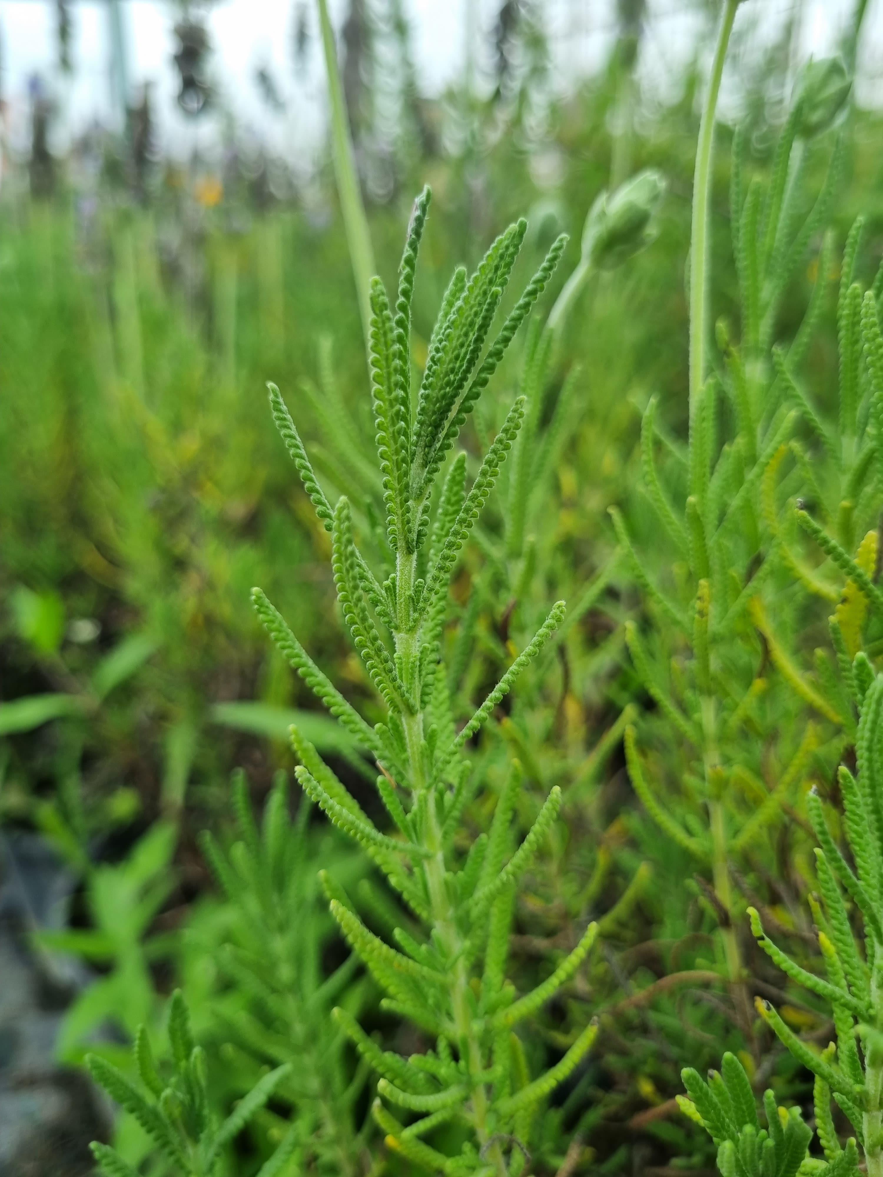 Lavandula stoechas Karabaş otu İspanyol lavanta fidanı