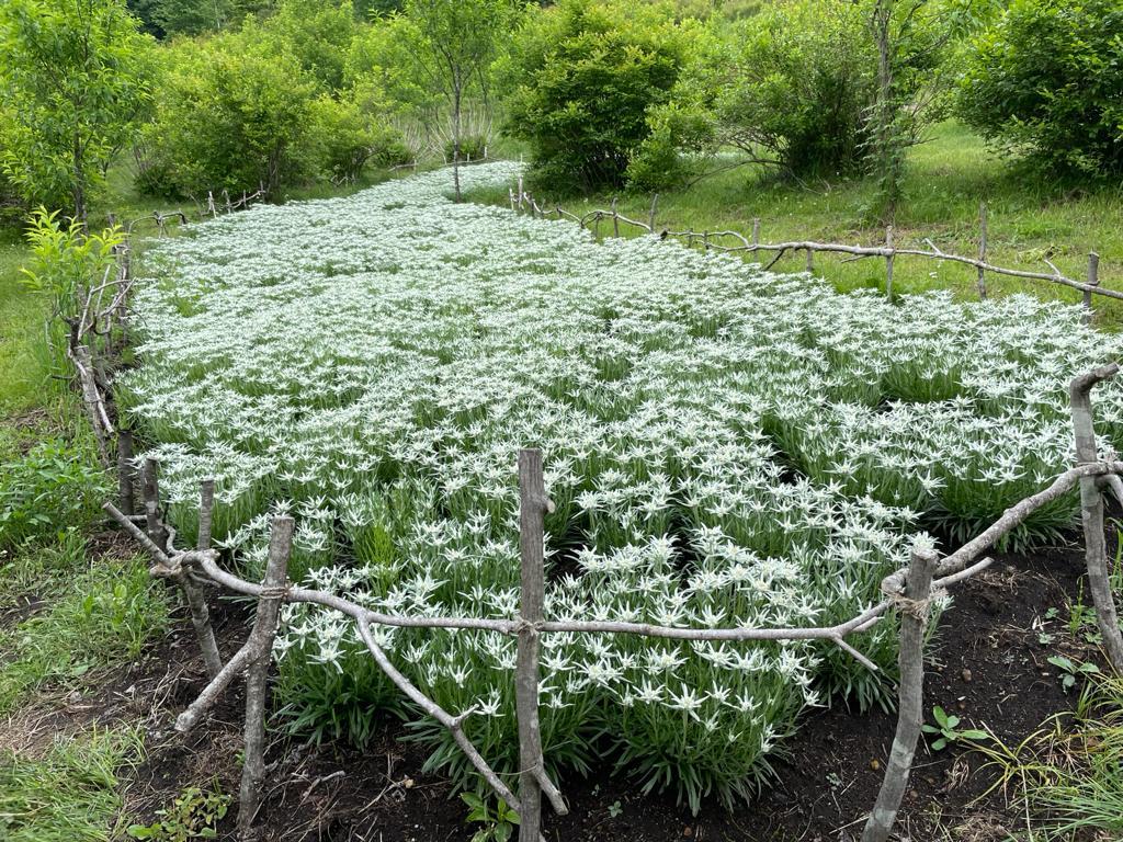 Leontopodium Blossom of Snow