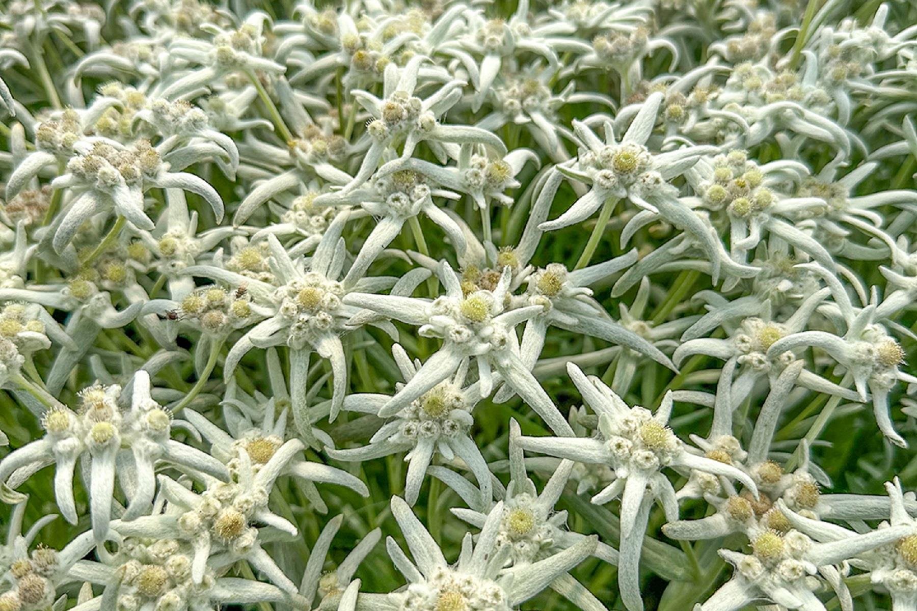 Leontopodium Blossom of Snow