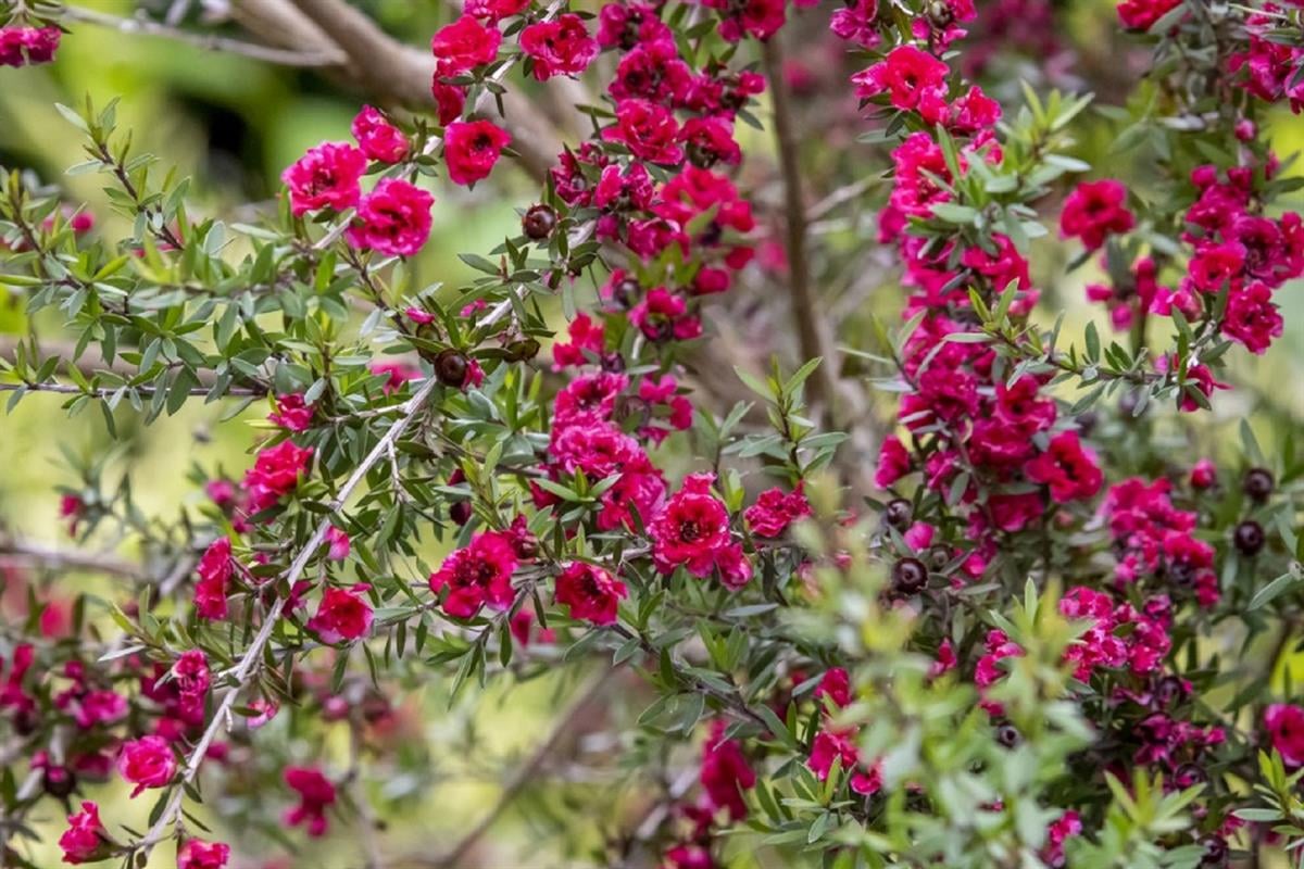 Leptospermum scop. Autumn Glory okyanus mersini manuka çay ağacı - 20-40 cm