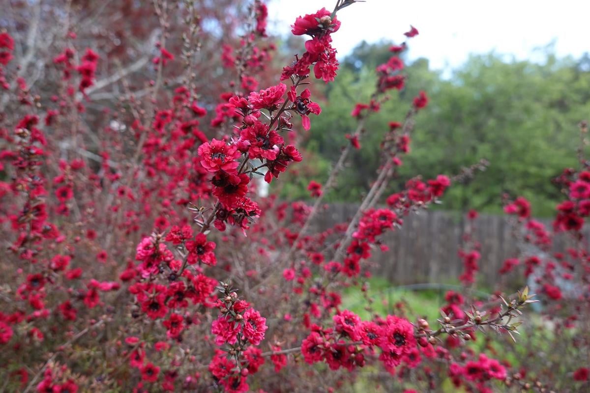 Leptospermum scop. Rouge Foncé okyanus mersini manuka çay ağacı - 20-40 cm
