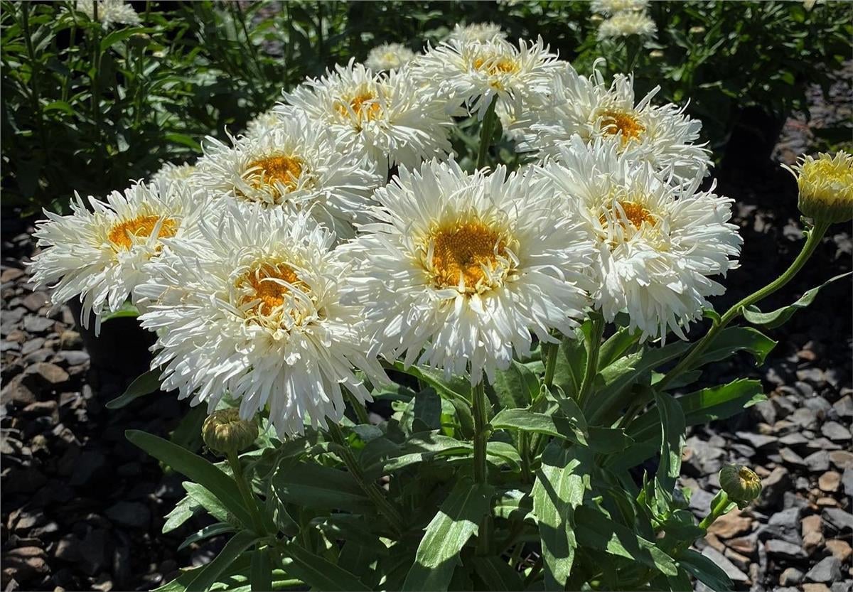 Leucanthemum Coconut Katlı margarit papatya fidesi