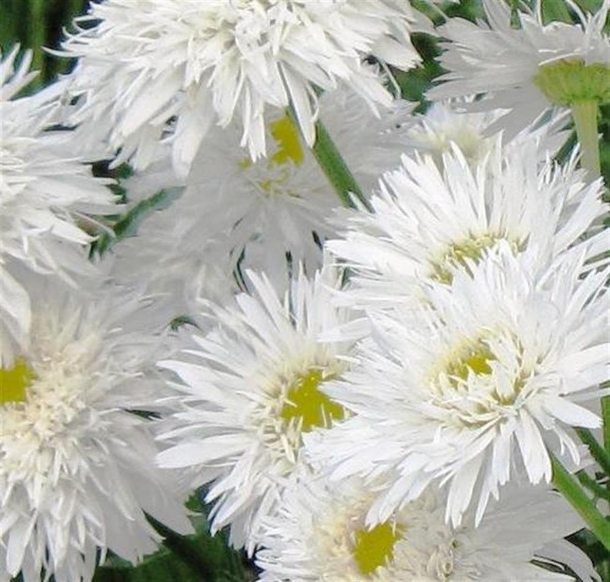 Leucanthemum Santé Katmerli Margarita papatya fidanı