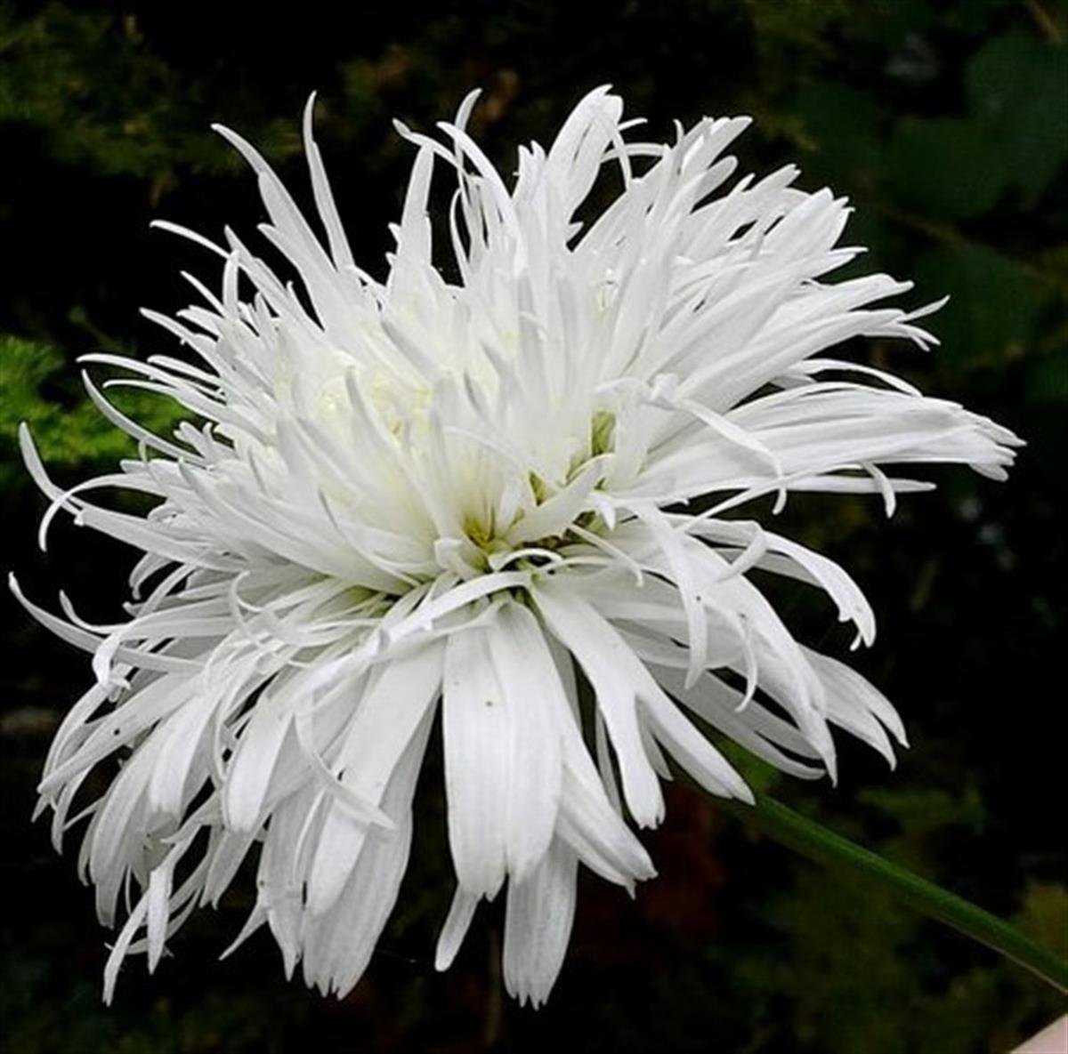 Leucanthemum Santé Katmerli Margarita papatya fidanı