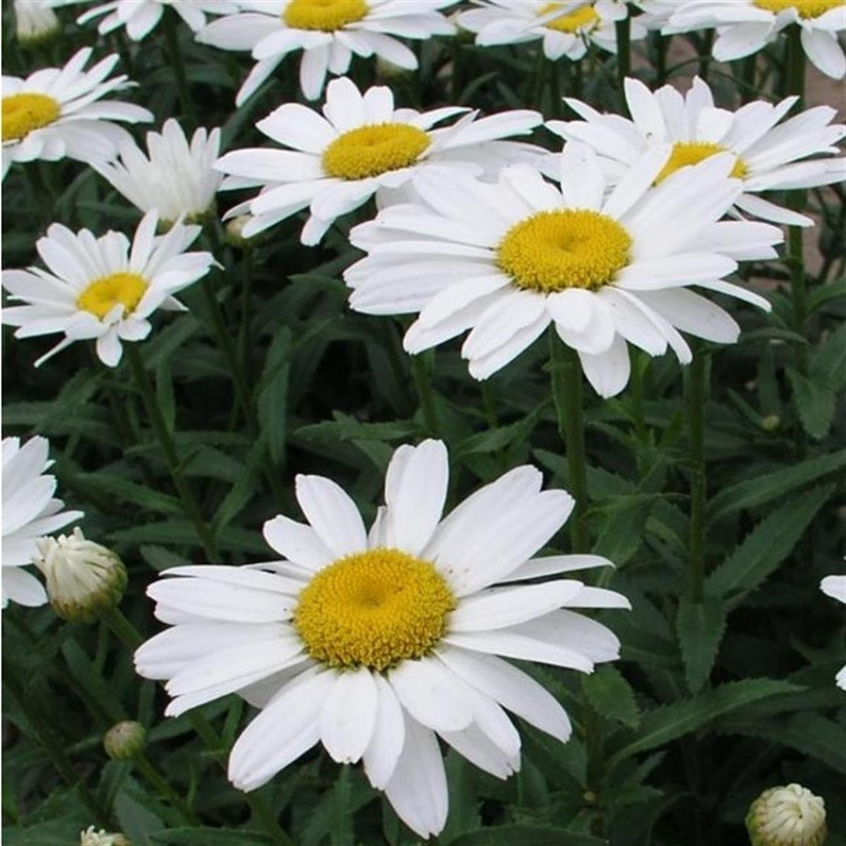 Leucanthemum superbum Bodur Margarita papatya fidanı
