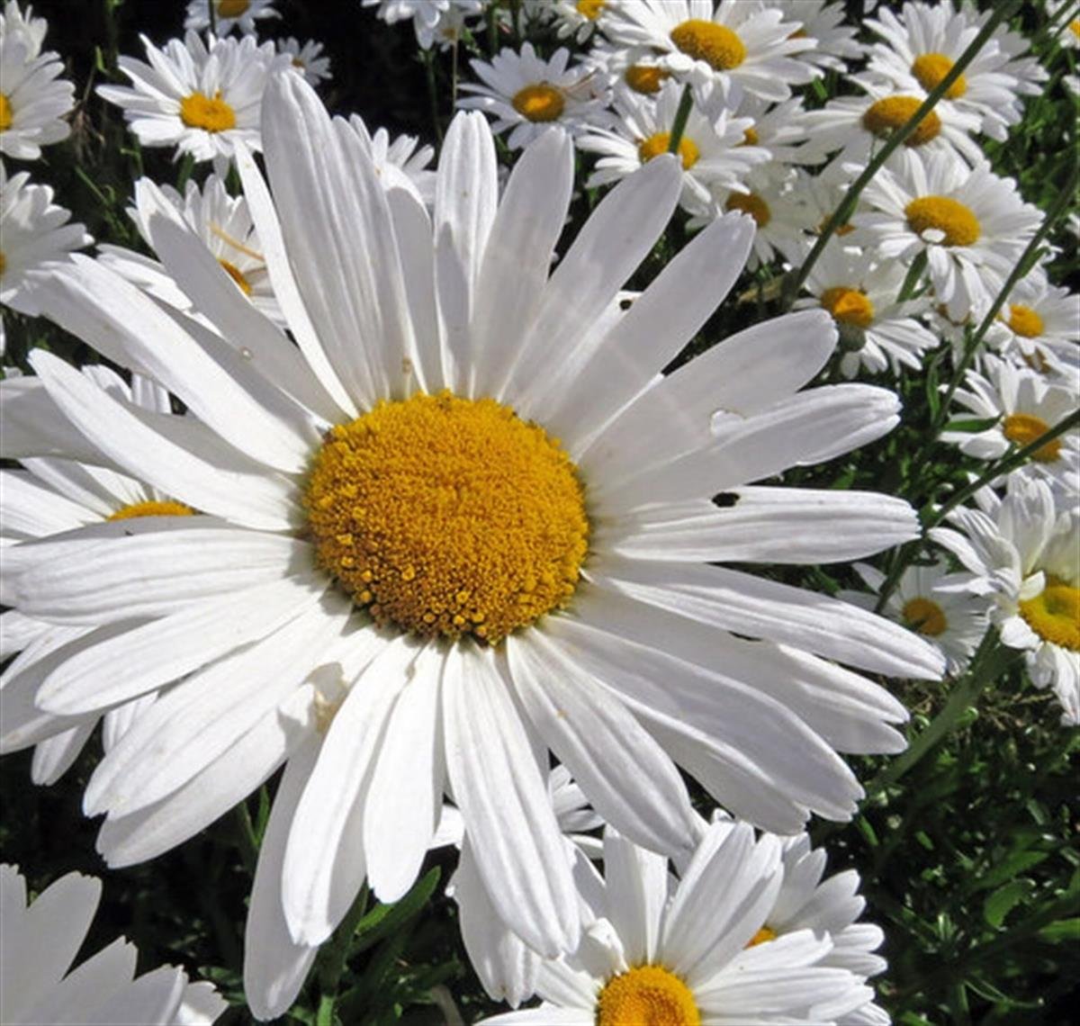Leucanthemum superbum Shasta Margarita papatya fidanı