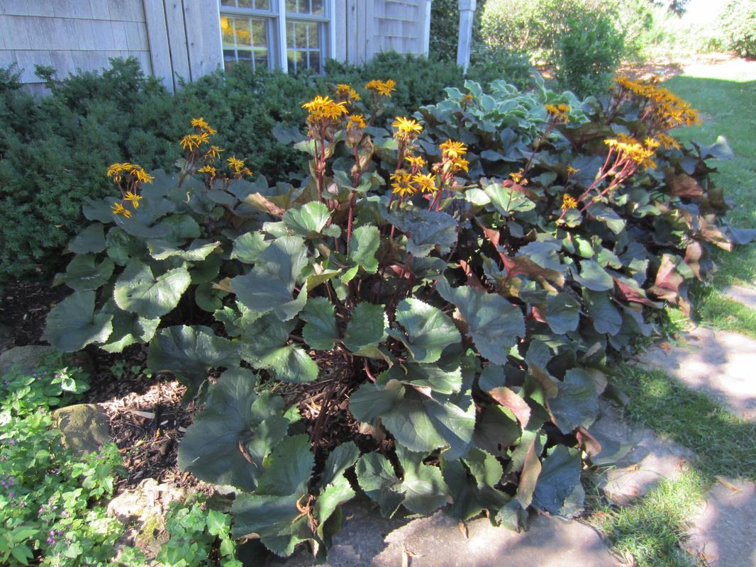 Ligularia Little Golden Ray Leopar Bitkisi fidesi