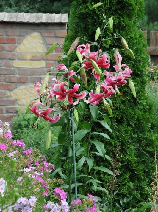 Lilium Lilyum zambak soğanı - Miss Feya