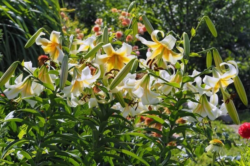 Lilium Lilyum zambak soğanı - Mister Cas