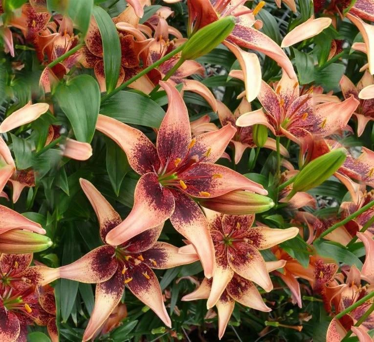 Lilium Lilyum zambak soğanı - Whistler