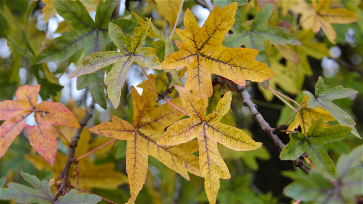 Liquidambar orientalis Anadolu Sığla ağacı Amber fidanı