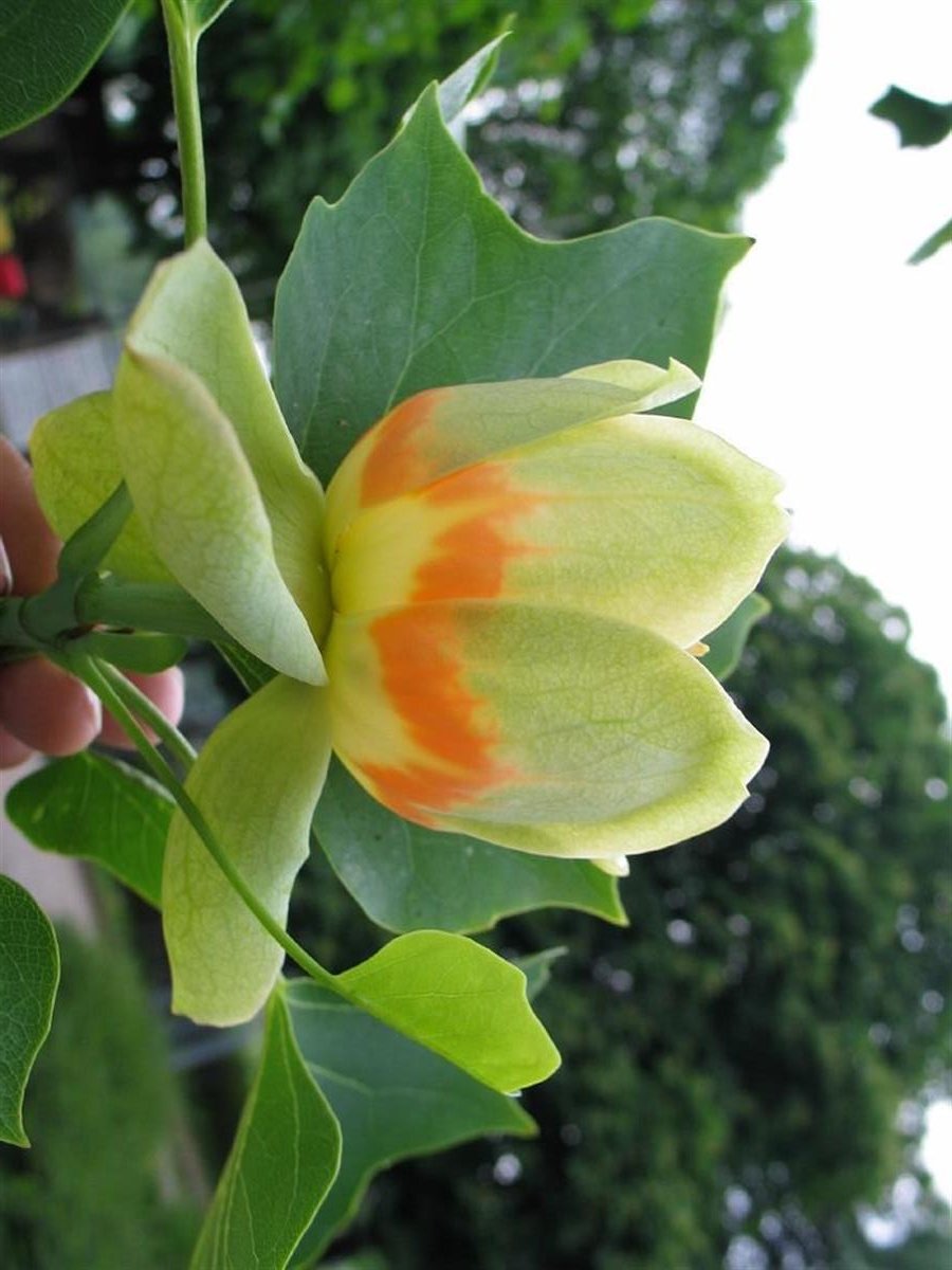Liriodendron tulipifera Lale Ağacı fidanı