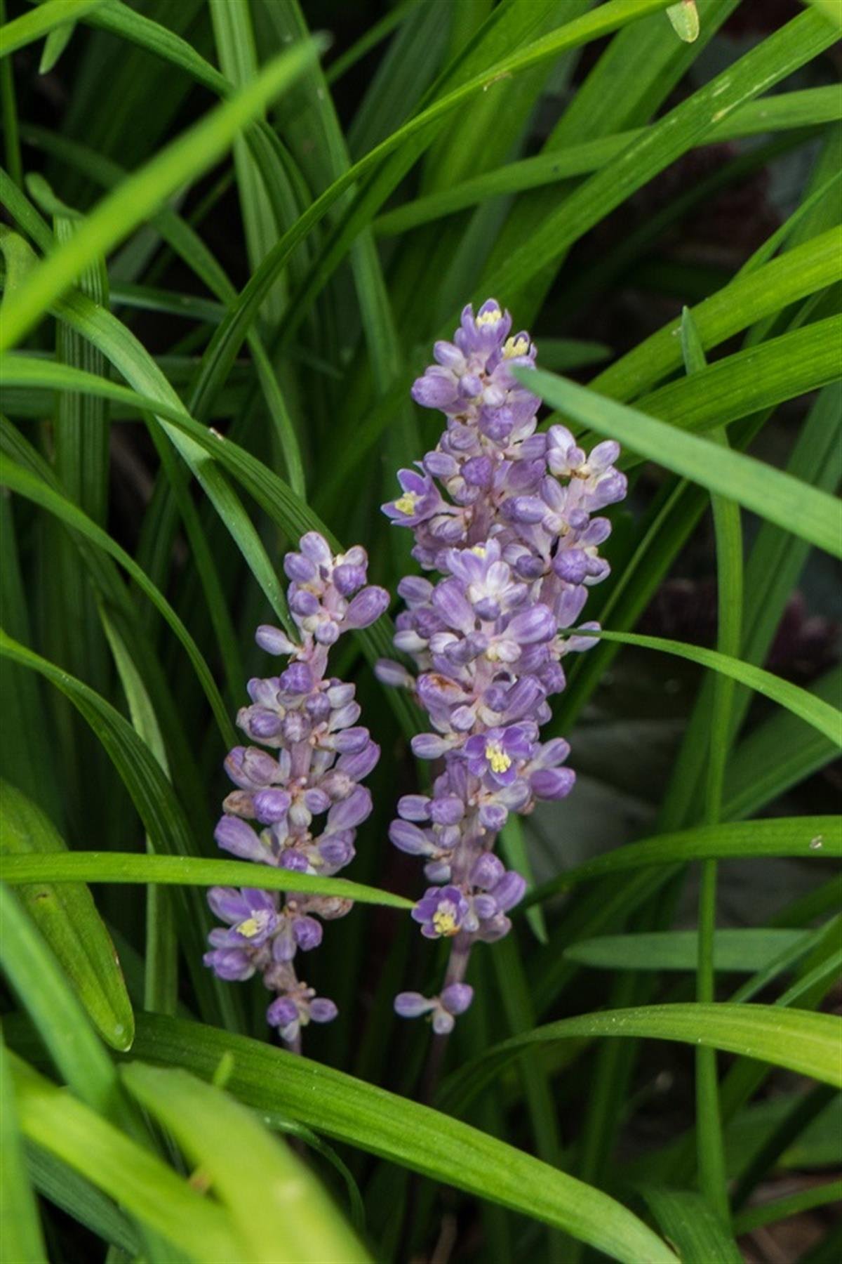 Liriope muscari Big Blue Çim zambağı 